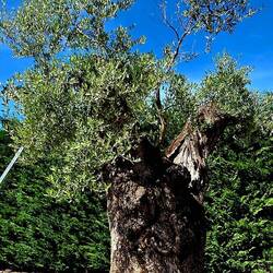 Dieser alte Olivenbaum steht genau neben uns