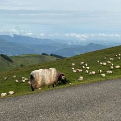 And sheep.