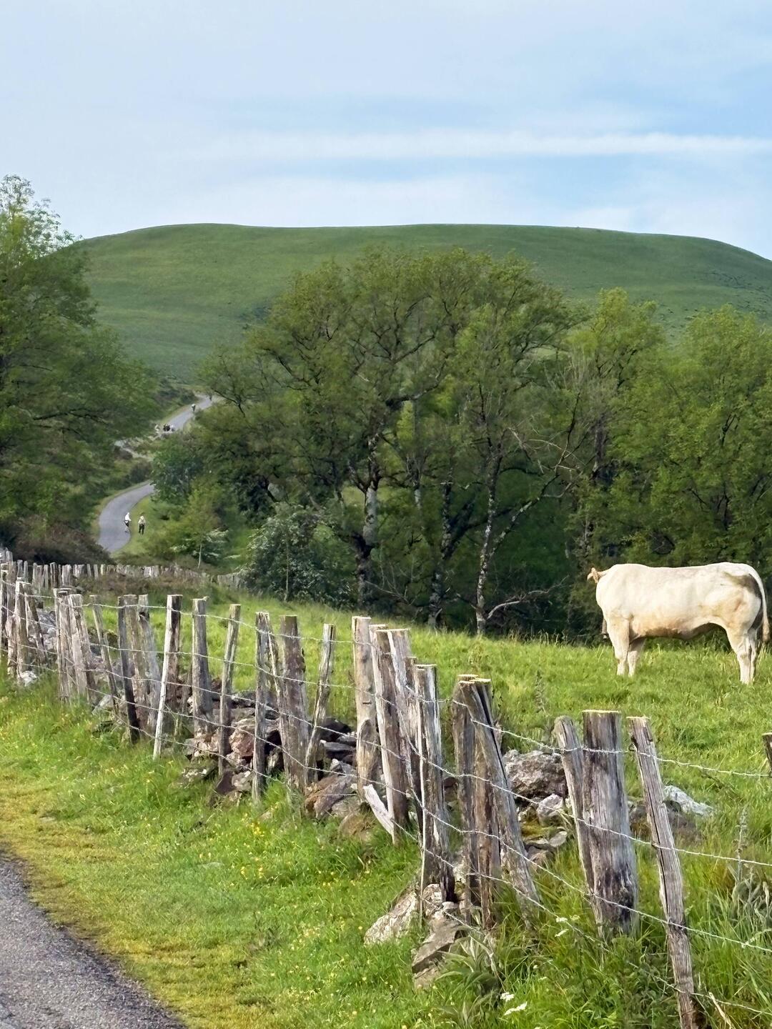 The line of pilgrims along the road leaving Borda this morning.