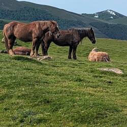 So many baby horses!