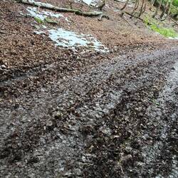 The snow melt made for a mucky walk.