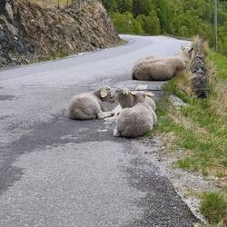 Auf dem Rückweg chillen gechillte Schafe