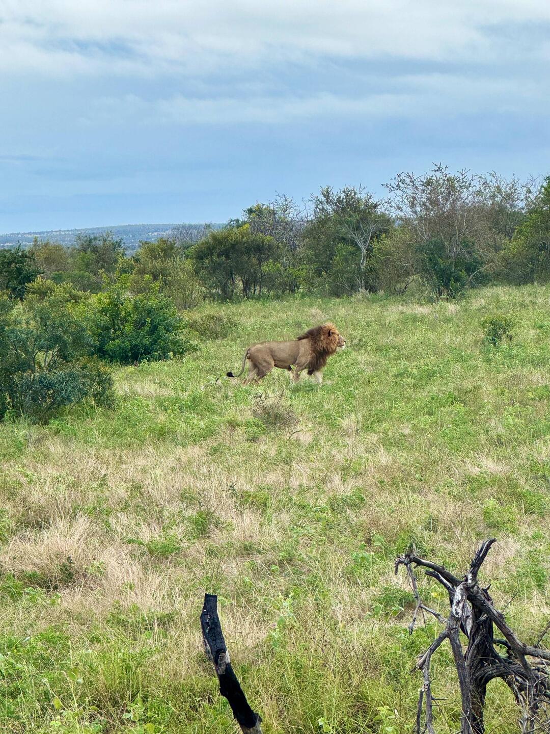 Löwen bereits um 7:15 Uhr gesehen🦁