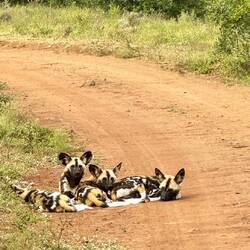 Wild Dogs (gibt nur noch ca. 400 Stück in ganz Afrika!)