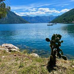 Un cactus en rivage, la mer, des montagnes : c'est le décor étonnant de ce site