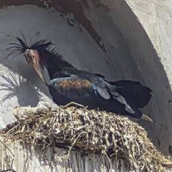 Northern Bald Ibis