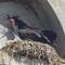 Northern Bald Ibis