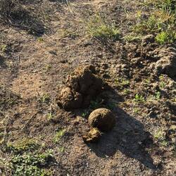 🦏💩