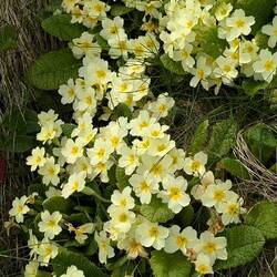 Frühlingsboten endlich auch hier