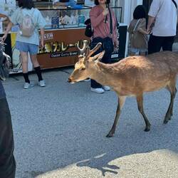 „Auf der heiligen Insel Miyajima teilen ich Menschen und Rehe ganz selbstverständlich die Wege