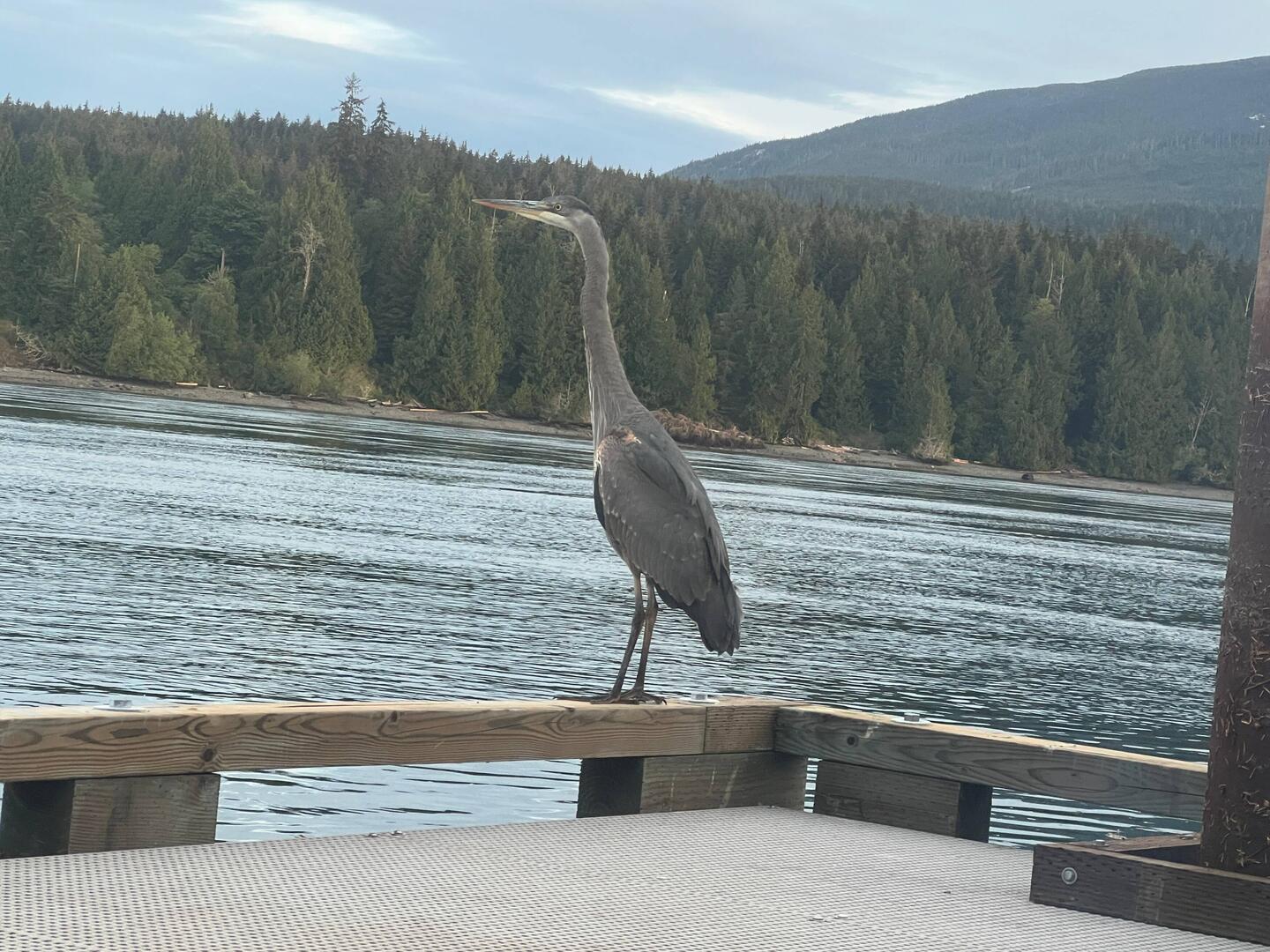 Good morning Blue Heron!
