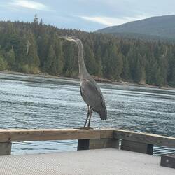 Good morning Blue Heron!