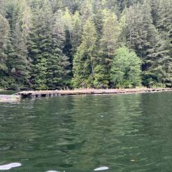 Old dock in Kwatsi Bay