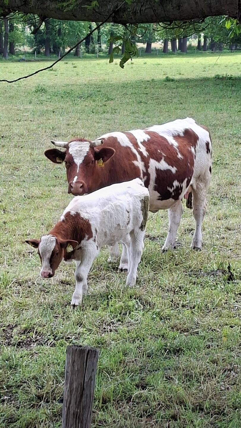 Großartig👍 Kälber bei Mutterkühen