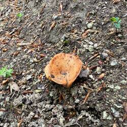 Ear shroom