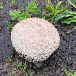 Brain shroom
