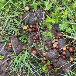 Shrooms colonising a horse shit