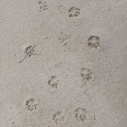 Hundespuren im nassen Strand-Sand