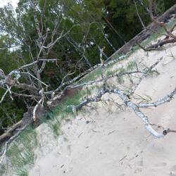 Birke im Sand