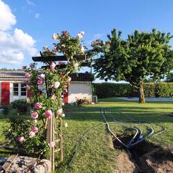 Half a rose arbour and the heating pipes are exposed