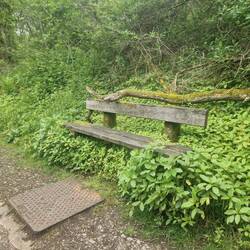 Japanese Knotweed growing up around a wooden bench
