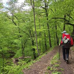 Finally in the forest!