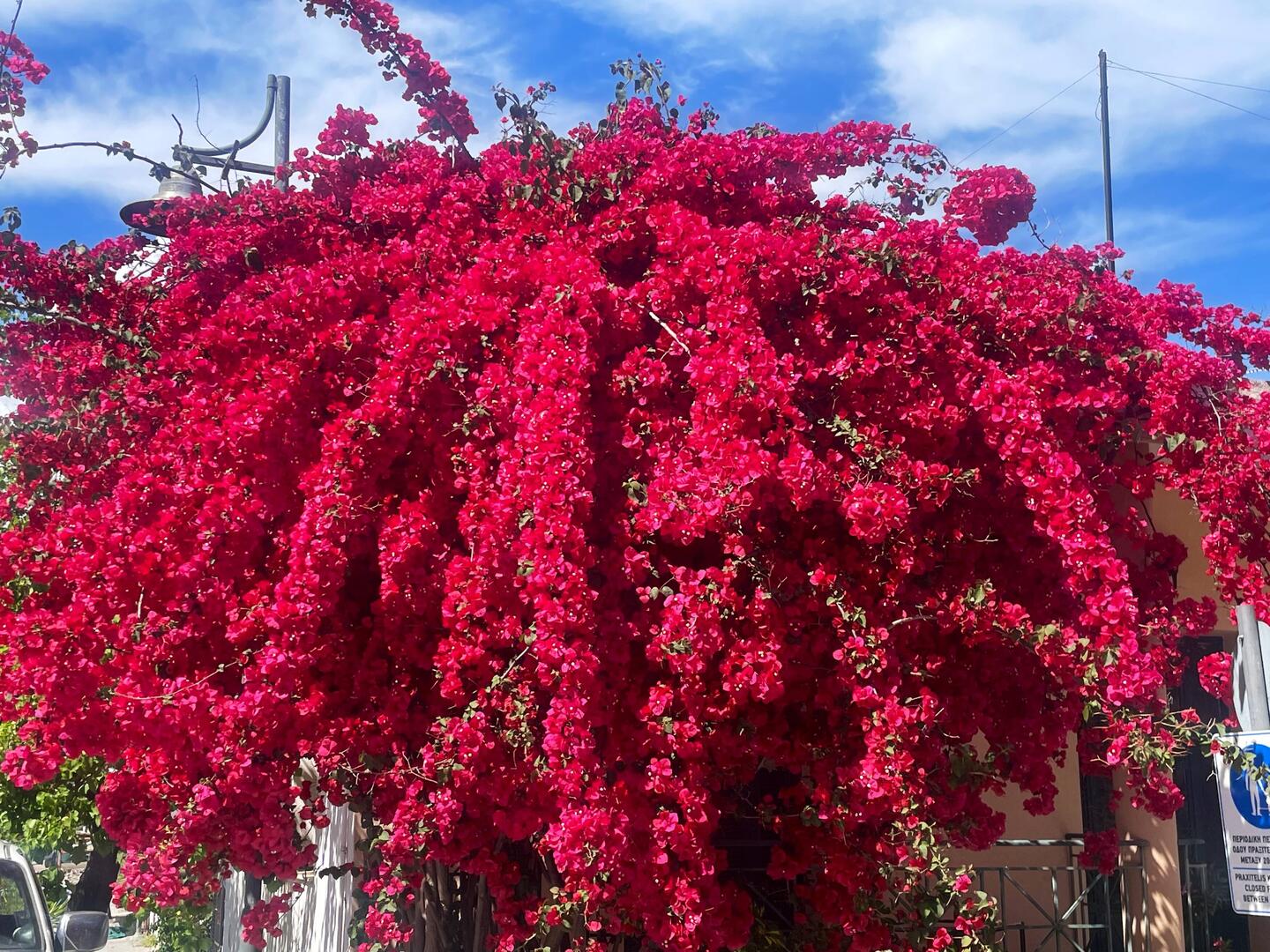 ...und die prächtigsten Bougainvilleas...