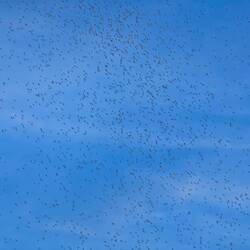 Millionen von Eintagsfliegen