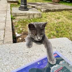 Les chats sont partout. Et celui-ci, on dirait vraiment Ziggy