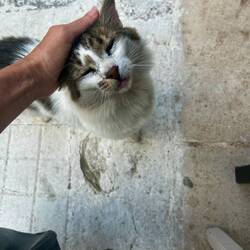 Miezi