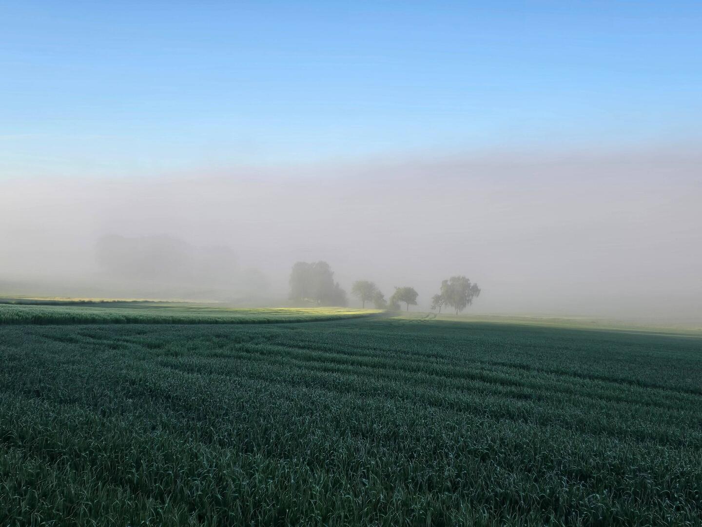 Herrlich wie der Nebel wirkt