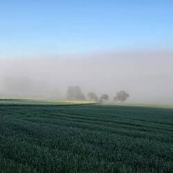Herrlich wie der Nebel wirkt