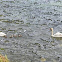 Zwanenfamilie.