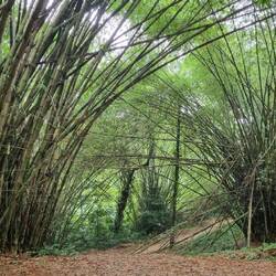 The bamboo is introduced but lovely.