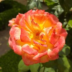 Loved this salmon-colored flower