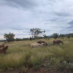 Wild brumbies