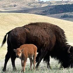 Bison cow and baby called a cinnamon