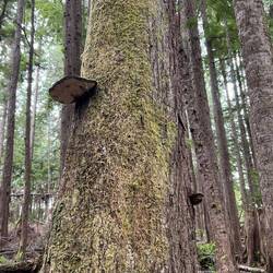 Tree fungus. There was a descriptive sign about this along the trail.