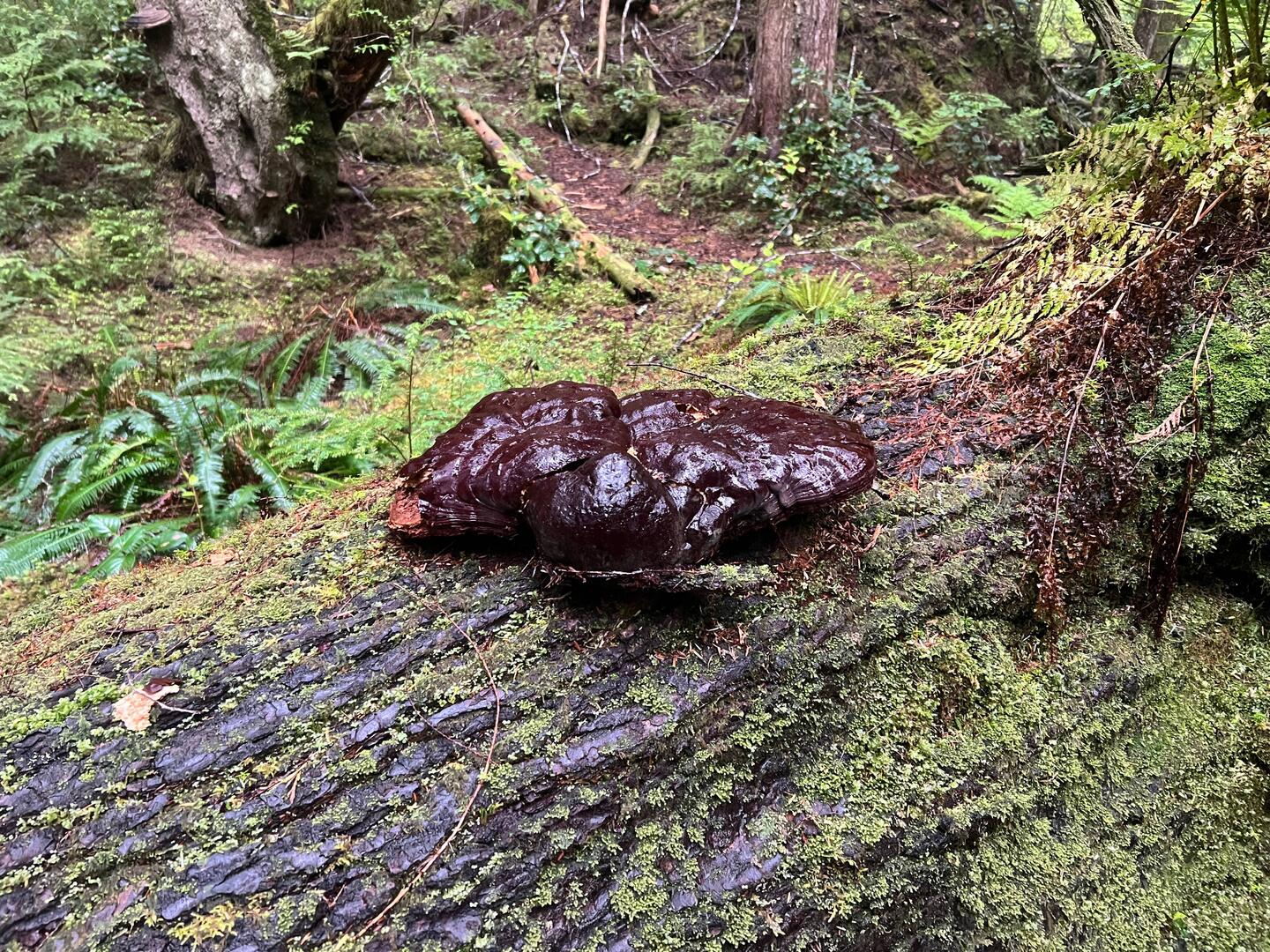 The largest tree mushroom any of us have seen. On our hike to the waterfall.