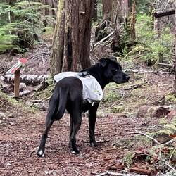 Chip. (Not a dog life vest, but makes it easier to get her out of the water if she falls in.)