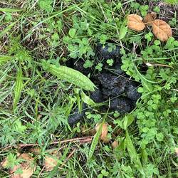 Bear scat from a very large black bear!