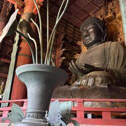 Zwischen Lotusblüten und jahrhundertealter Stille wacht der Große Buddha