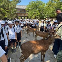 „In Nara teilen sich Schulkinder und heilige Hirsche ganz selbstverständlich die Wege.“ 🦌⛩️🇯🇵