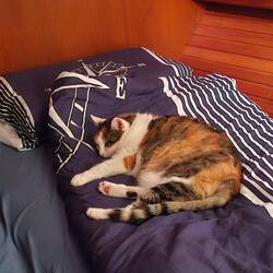 So ein anstrengender Tag🐈😴
