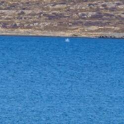 🐳 whale watching für Arme