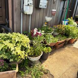 On the streets, little gardens