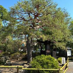 Beautifully shaped trees