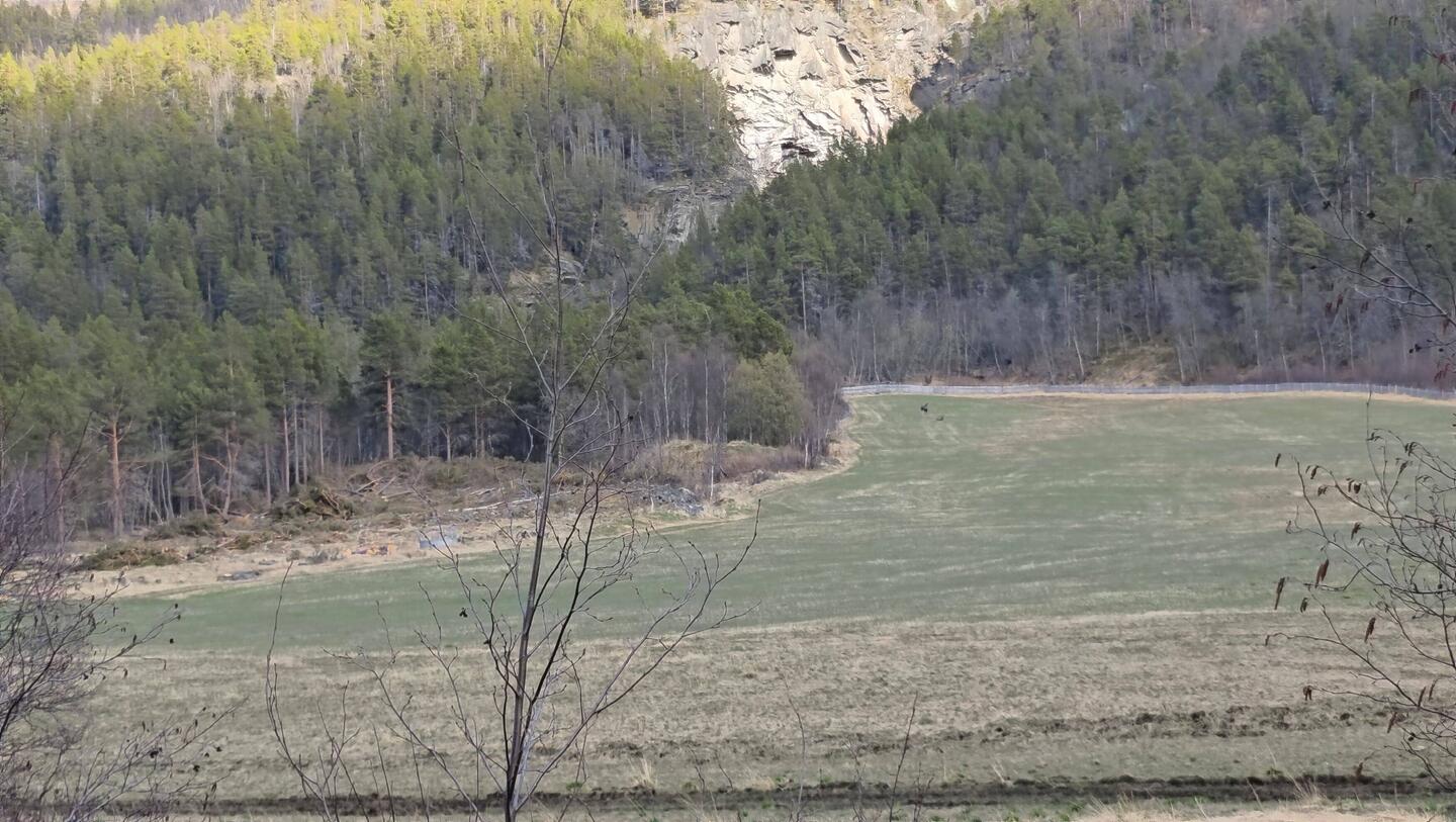 Mal wieder ein Elchsuchbild