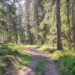 Goudhaantje was overal te horen!