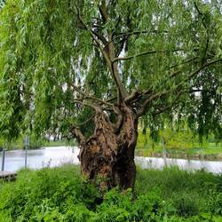 an der Mündung der Alten Saale in die Saale